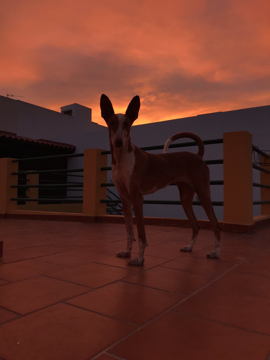 Jasonico tweet media