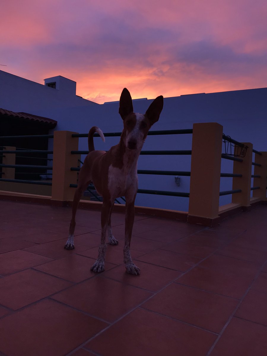 Jasonico tweet media