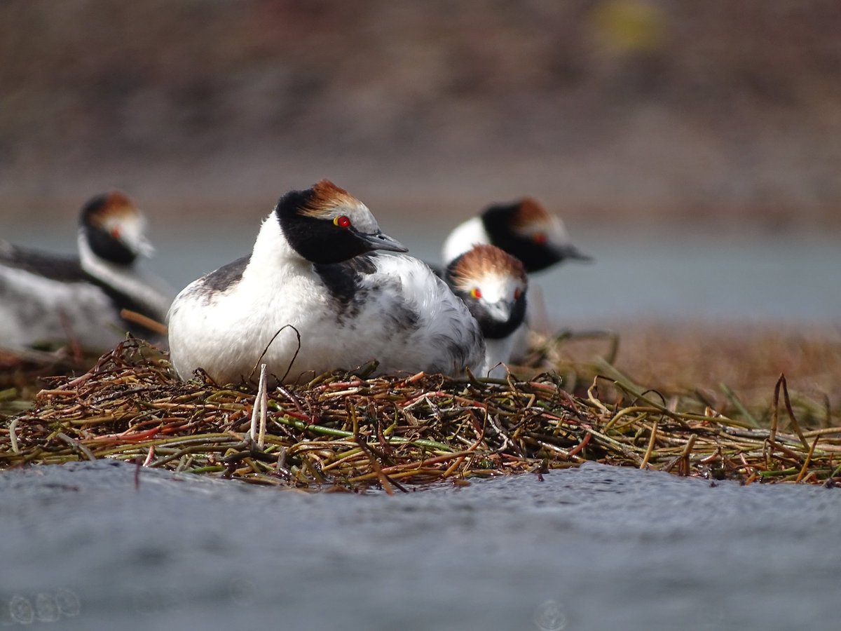 Investigador del Proyecto Macá Tobiano, ganador del Óscar Verde

El premio permitirá financiar por un año el proyecto y darle visibilidad internacional.

Leé más 👇
argentina.gob.ar/noticias/inves…

@AmbienteNacion 
#ArgentinaUnida