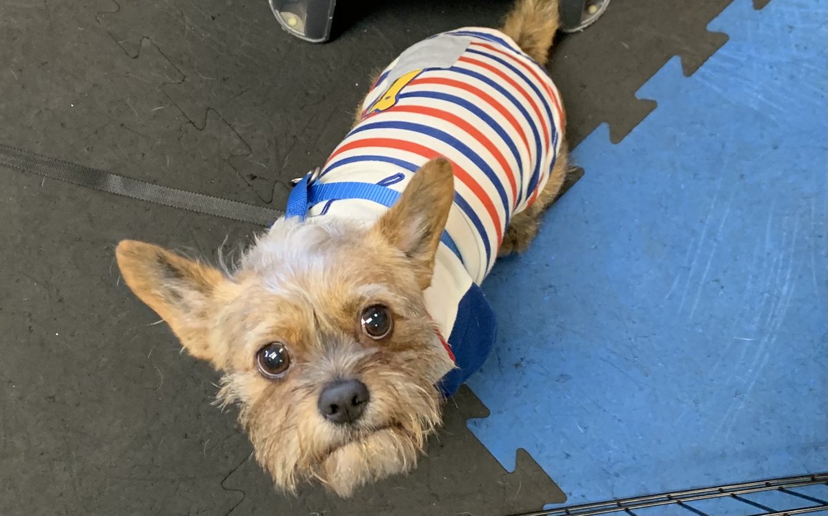 brooksidepet's tweet image. Congrats to Team Peanut! They completed Beginning  Manners this week. How can you say no to that face and those ears?