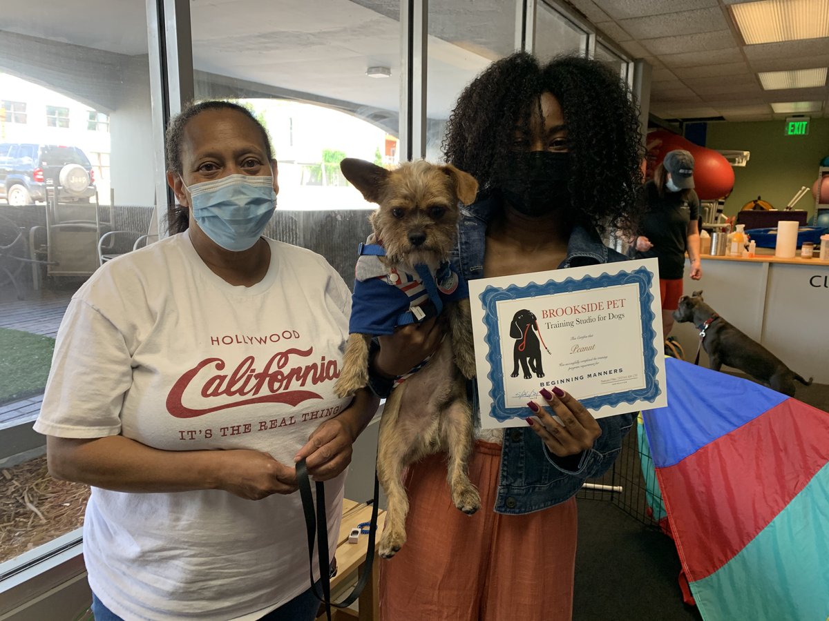 brooksidepet's tweet image. Congrats to Team Peanut! They completed Beginning  Manners this week. How can you say no to that face and those ears?