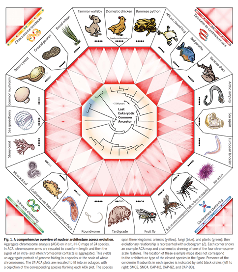 Erez Lieberman Aiden (@erezaterez) on Twitter photo Excited about a new collaboration between the Rowland, Onuchic, Di Pierro, and <a href="/theaidenlab/">Aiden Lab</a> labs and <a href="/thednazoo/">thednazoo</a> which was led by <a href="/odudcha/">Olga Dudchenko 🇺🇦</a> Ahmed Elbatch, Claire Hoencamp and Sumitabha Brahmachari, appearing in <a href="/ScienceMagazine/">Science Magazine</a> today. A tweetorial! Excited about a new collaboration between the Rowland, Onuchic, Di Pierro, and <a href="/theaidenlab/">Aiden Lab</a> labs and <a href="/thednazoo/">thednazoo</a> which was led by <a href="/odudcha/">Olga Dudchenko 🇺🇦</a> Ahmed Elbatch, Claire Hoencamp and Sumitabha Brahmachari, appearing in <a href="/ScienceMagazine/">Science Magazine</a> today. A tweetorial!