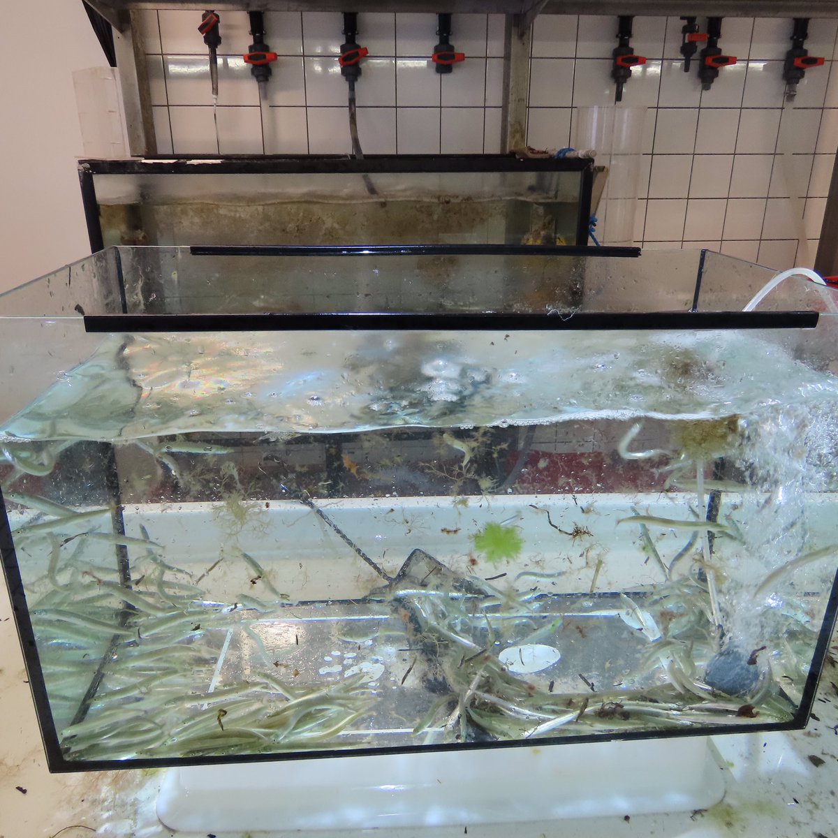 seas_green's tweet photo. New BSc student @sorenlundgaard determining the fish abundance and diversity in danish seagrass meadow versus adjacent bare sediment area #savethecod Fish data exists from 2017-2021 https://t.co/NvlqTxp2sy
