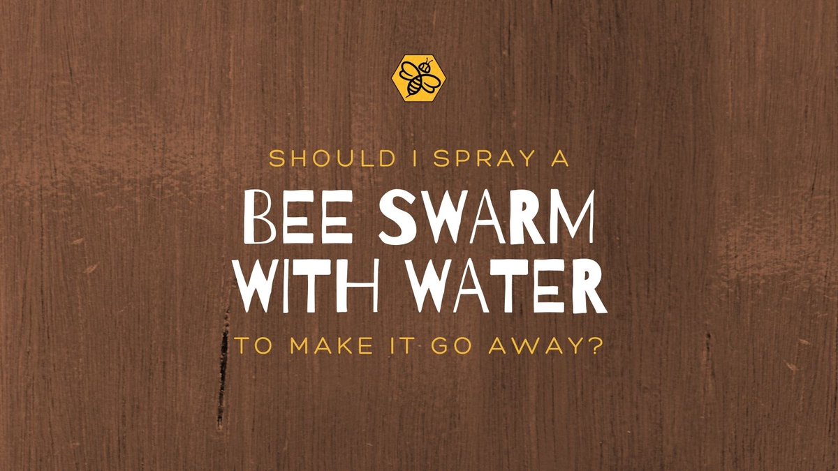 BeeManBuzz's tweet photo. Should I spray a bee swarm with water to make it go away?
A big NO!
Spraying a swarm of bees with water will disrupt the bees and delay the swarm from leaving the area to go to their new home.
#TheBeeMan #beemanbuzz #beeremoval #beeremovalandrelocation #beeremovalOrangeCounty https://t.co/mqNfGAcnSd
