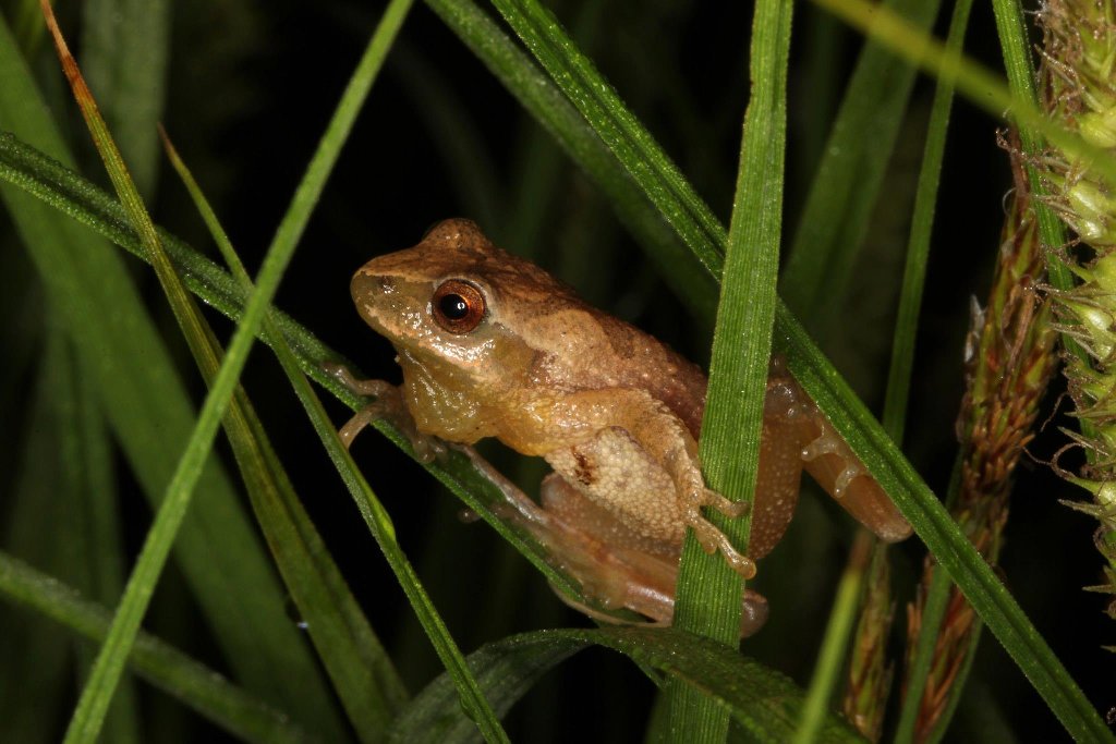 PurdueFNR's tweet photo. 👀👀Come work with us! Our @EcotoxicologyL lab is looking for a technician. Work on examining toxicity of aqueous film forming foams to amphibians among other research. BA/BS and 1 year experience required. Details here: https://t.co/bQKFB2L5ez https://t.co/E68wfjQ99C