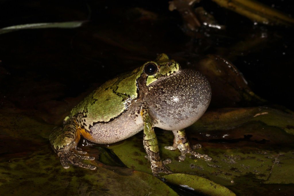 PurdueFNR's tweet photo. 👀👀Come work with us! Our @EcotoxicologyL lab is looking for a technician. Work on examining toxicity of aqueous film forming foams to amphibians among other research. BA/BS and 1 year experience required. Details here: https://t.co/bQKFB2L5ez https://t.co/E68wfjQ99C