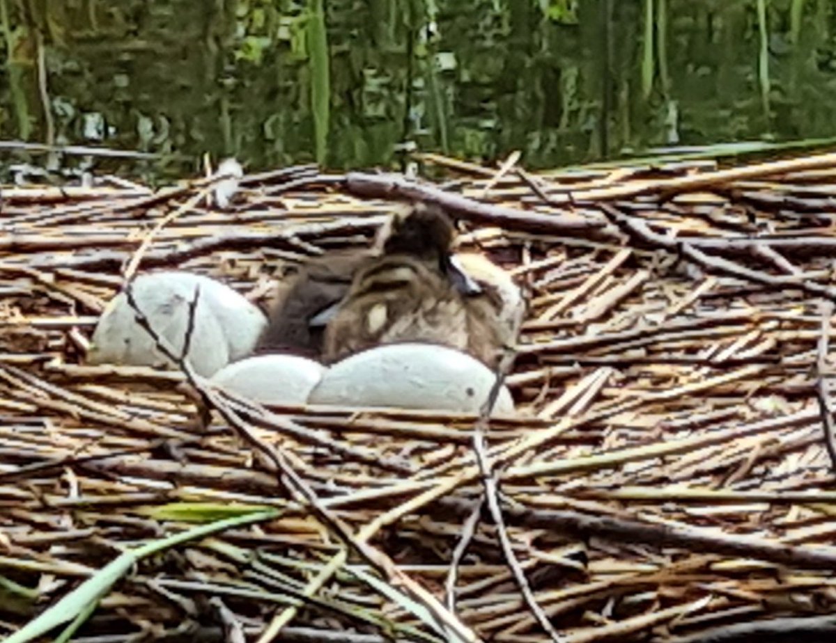 ValRozier1's tweet photo. @MikeLiggins A few of my favourite spring pictures https://t.co/cOGjPRdohh