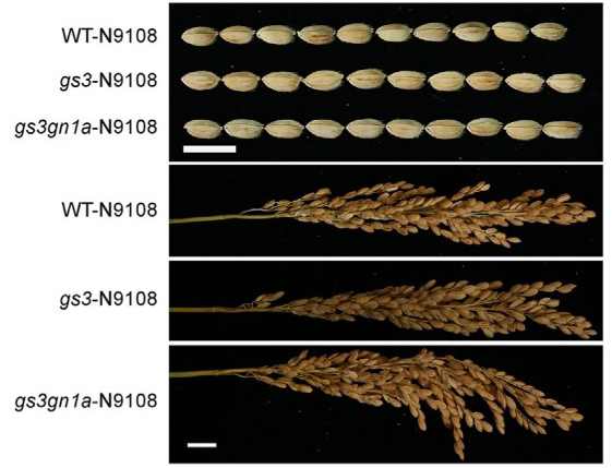JIPBio's tweet photo. We've reached #2 on our #Top5 list of #JIPB papers for 2018-2020! Enjoy full and free access to this Letter to the Editor, "QTL editing confers opposing yield performance in different rice varieties." from Shen et al.
https://t.co/t6gTsewgVm #rice #GrainYield #mutation #SciComm https://t.co/TIWS4ijZNG