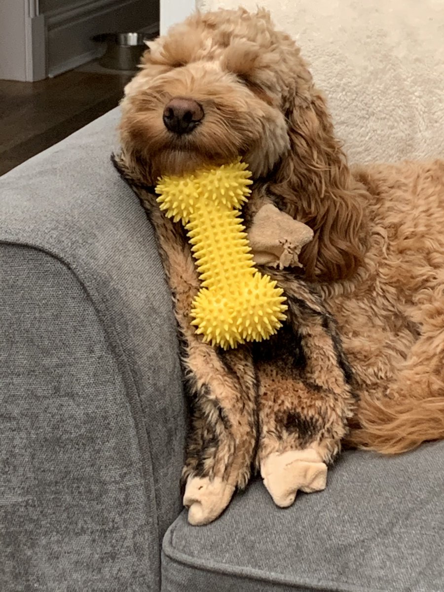 SMiddCareers's tweet photo. @NickyAACampbell And this is our best boy who advises you guard your special possessions whilst you try and snooze https://t.co/cGzInxjt6M