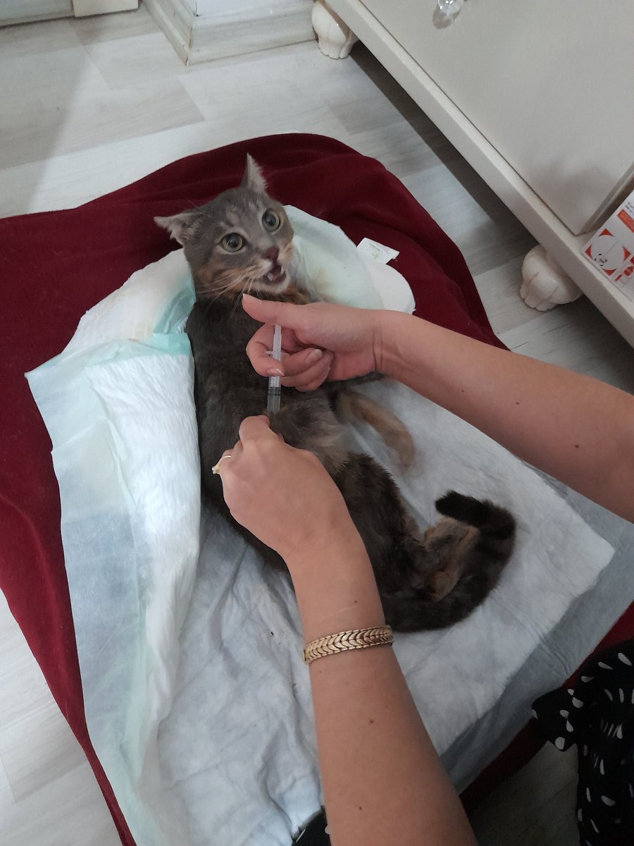 🧿....✅8️⃣4️⃣✅.....🧿🎊🎈
HADİ CANIM NASIL GELDİK BİZ BURAYA GÖRMEK HAYAL GİBİYDİ😳
ALLAHIM GÖSTEREN ERDİREN SANA BİNLERCE ŞÜKÜR OLSUN..
SEVGİLİ PATİ DOSTLARIMIZ HAYALDİ GERCEK OLDU VE SİZLERLE SAYENIZDE OLDU.. HEPINİZE MİNNETTARIZ SAĞOLUN..
😇🙏💚