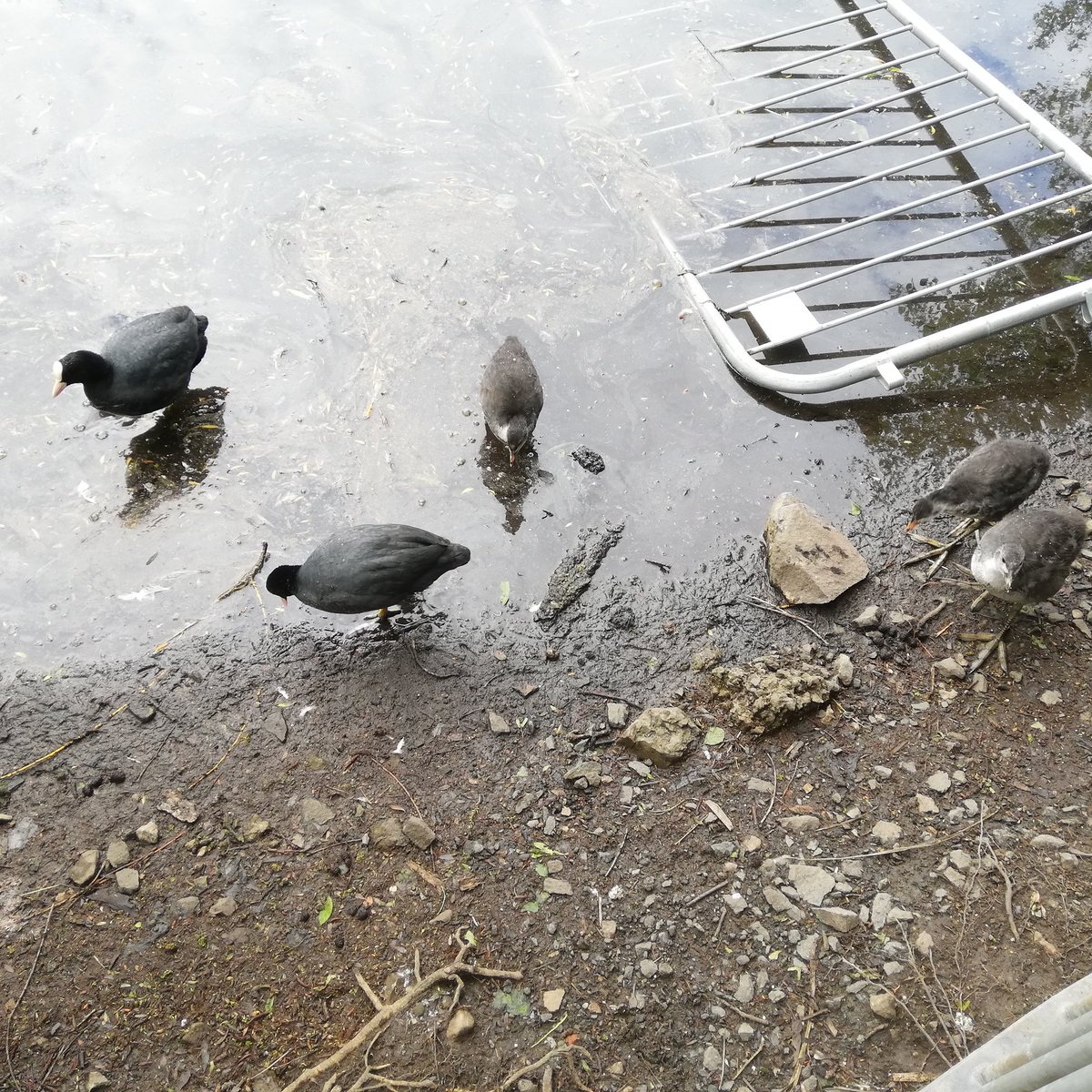 Coot family @LochendPark