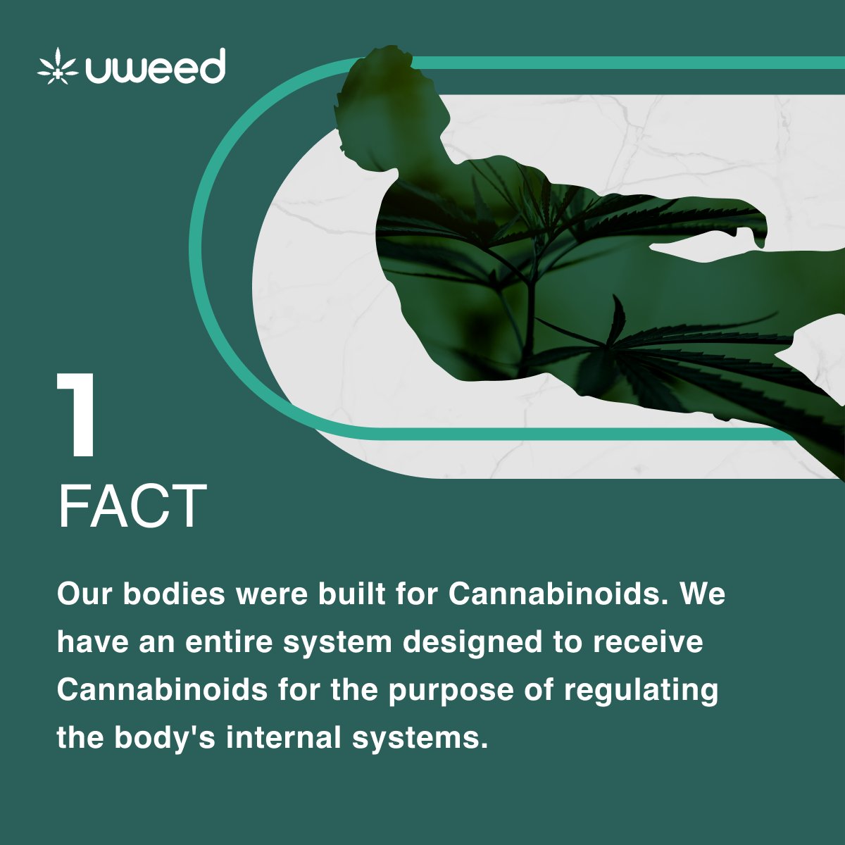 uWeedCH's tweet photo. Want to know something interesting about CBD ? 🙋‍♂️

Fact 1 : Boring but important and definitely worth a read :)  

Read all about it right here; 
https://t.co/xkH1CpLIJ1 https://t.co/9jyE3P3hrx