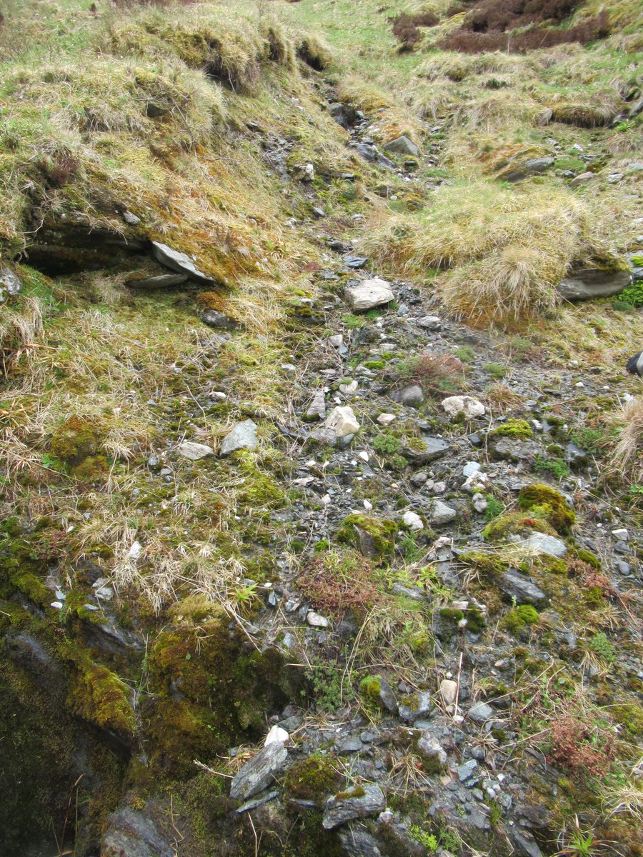 Watts_SH's tweet photo. 2/2 The #seedlings represent the next generation and a significant #milestone towards achieving self-sustaining populations of this #rare and threated #montane willow (#Salix #lapponum). 👏👏👏#habitat #restoration #montanescrub #fieldwork #PhDchat #conservation #imayhavecried https://t.co/431Ynyp15Z