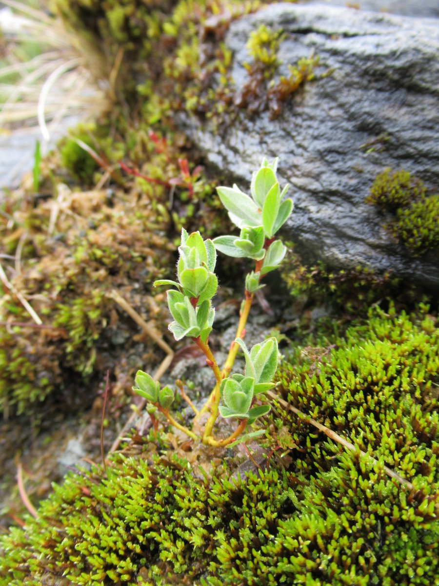Watts_SH's tweet photo. 2/2 The #seedlings represent the next generation and a significant #milestone towards achieving self-sustaining populations of this #rare and threated #montane willow (#Salix #lapponum). 👏👏👏#habitat #restoration #montanescrub #fieldwork #PhDchat #conservation #imayhavecried https://t.co/431Ynyp15Z