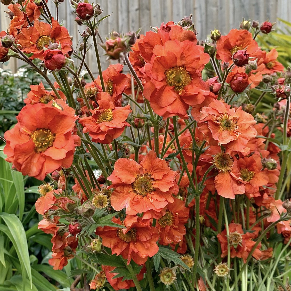 makinggardens tweet picture