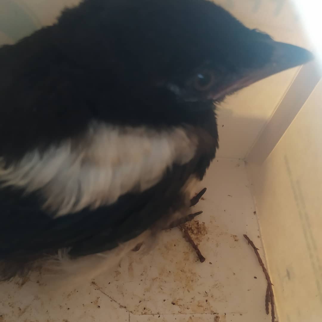 SergioFSierra's tweet photo. Hoy unos alumnos del #IESMontevil #Gijón vieron durante el recreo este pollo volantón de urraca y se lo llevaron pensando que estaba abandonado.
@seo_birdlife nos indica en este esquema qué debemos hacer en cada caso. Debería llegar a todos los centros
#EducaciónAmbiental #aves https://t.co/kEkABz6F8C