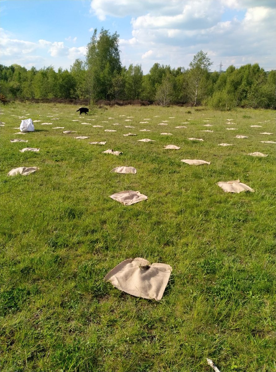 VanessaHamnett1's tweet image. Wow! Tree 🌲 planning on the back field 🙂