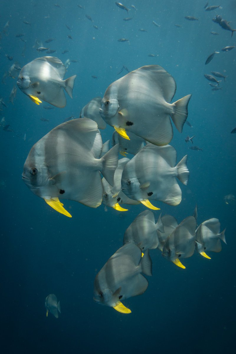 These Tailfin Batfish where part of a huge school hanging out off north east of Sail Rock

#tailfinbatfish #gulfofthailand #marinelife 

blackturtledive.com/koh-tao-marine…