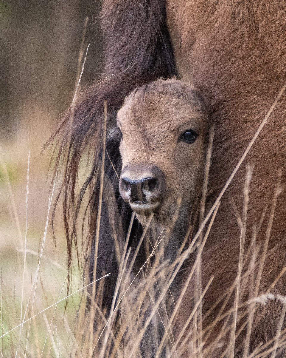 Kiekeboe 🙈
Wat een geweldige foto van dit kalfje, lekker veilig bij haar moeder!

Binnenkort hopen we de excursies weer (kleinschalig) op te starten. Voor het laatste nieuws wisentopdeveluwe.nl 

📸 Dirk Goudkuil dankjewel voor het delen van deze foto.
