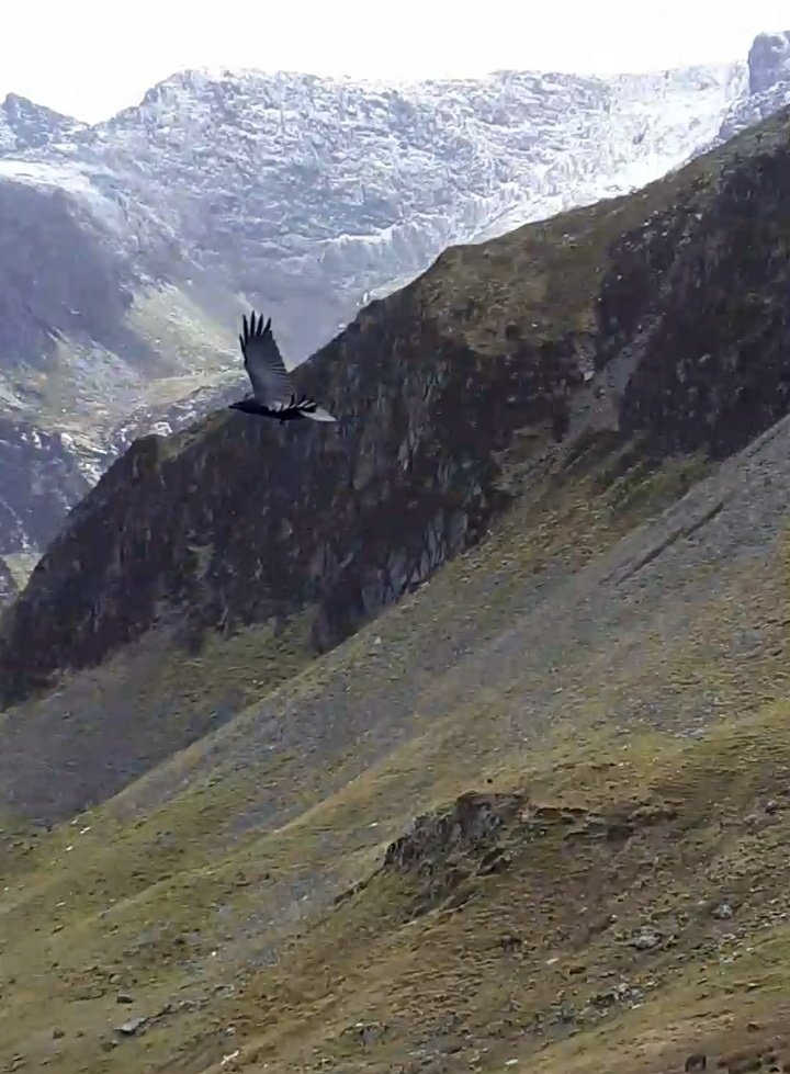MegCHughes's tweet photo. I couldn't be more lucky to do my #ResearchMasters on such a special species in one of the most magical places in the world. 
To say I now have fieldwork blues is an understatement!
#Raven #CorvusCorax #NorthWales #Eryri #Snowdonia #YnysMon #Anglesey #BangorUniversity https://t.co/pH16FgB2Yw