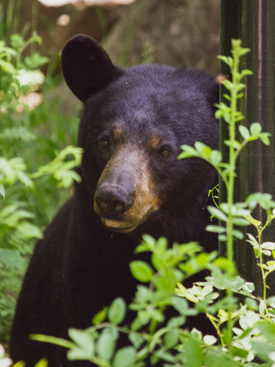 EFisherWX's tweet photo. Close range black bear intercept this morning in Fairview, NC #AVLbears https://t.co/g1MGPxeFvw