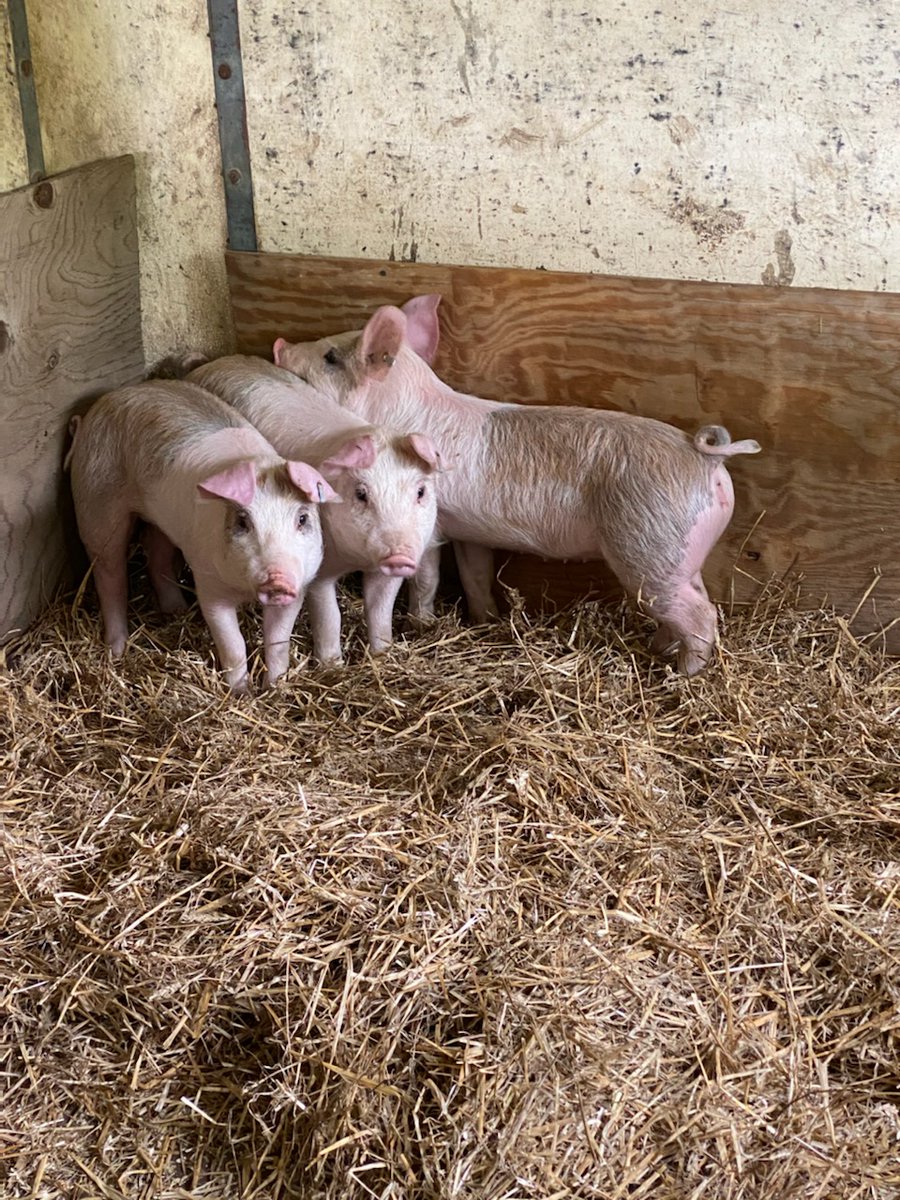 I have a family member who raises animals and my students love to see their pictures! Today we 'met' three little baby pigs just like in our story! We even showed them our pig puppets from library!🐷 #collsedu