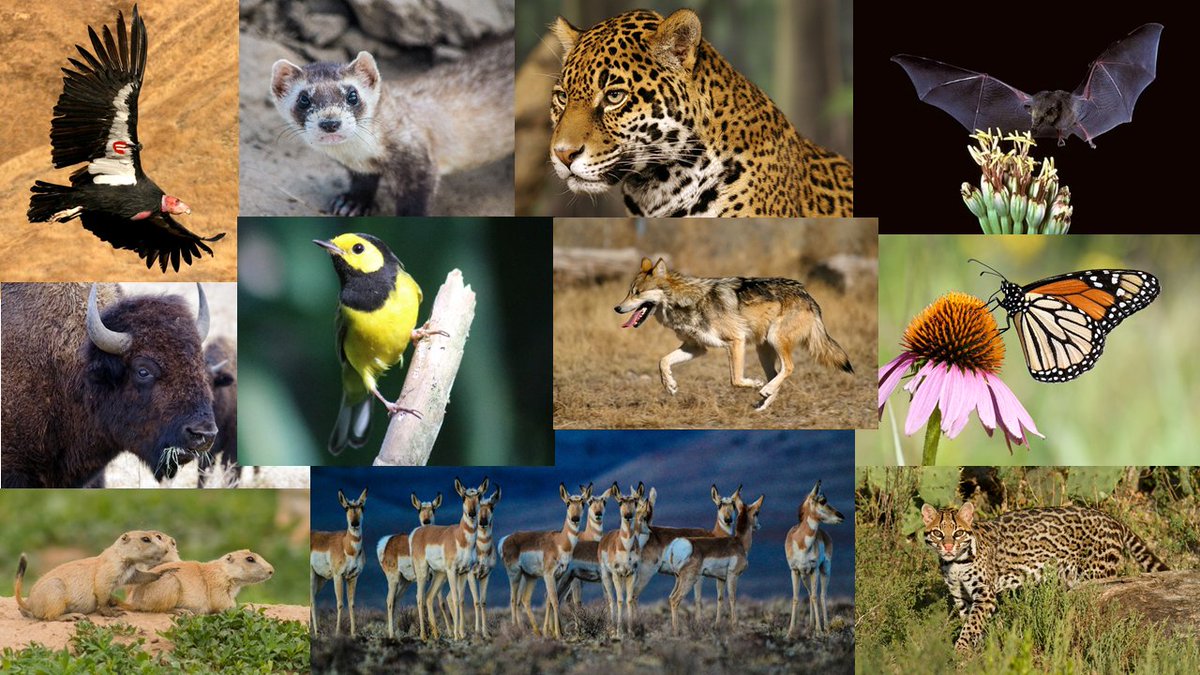 USFWSIntl's tweet photo. We're inspired by the engagement and renewed commitment to shared conservation goals with #Canada and #Mexico through the #TrilateralCommittee, which is celebrating 25 years. Find out more about our recent annual meeting: https://t.co/nI6ihCjvf0 https://t.co/RpkmY1s3Th