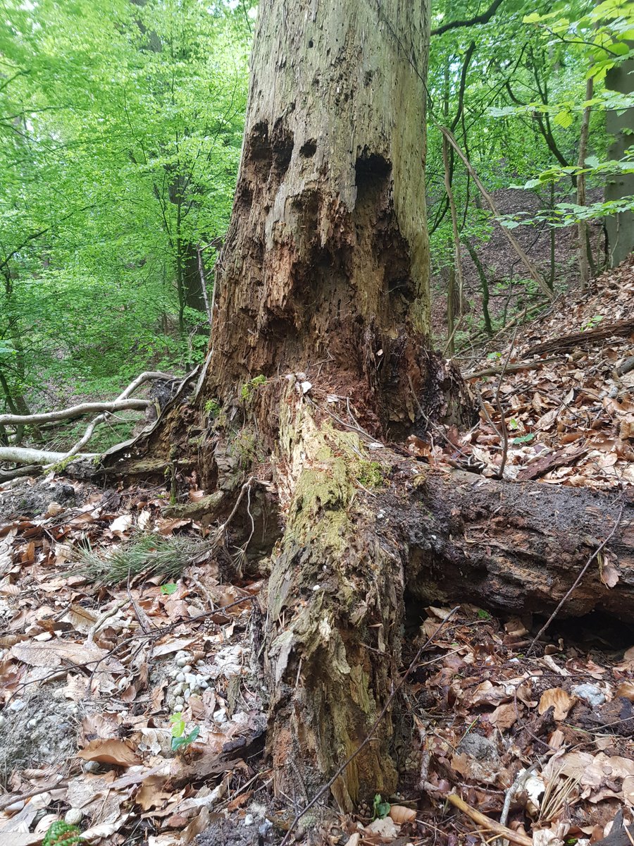 Rolf_Georg_E's tweet photo. Sieht das noch jemand oder habe ich zuviel SF-Fantasie?
#tod #waldgeist #baum #wurzeln #skurril #natur #outdoor #wandern #imwaldentdeckt https://t.co/l2kxcsDsYk
