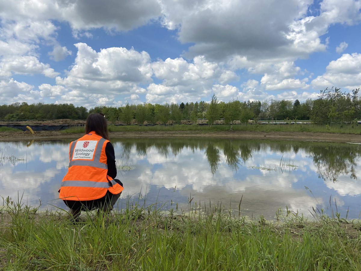 wildwoodecology's tweet photo. It’s a long yet rewarding journey with this client to enhance biodiversity by creating new habitats and green infrastructure at this stunning new development site in Gloucestershire. @StonewoodPart #gcn #newts #districtlicensing https://t.co/k9MFsddXHp