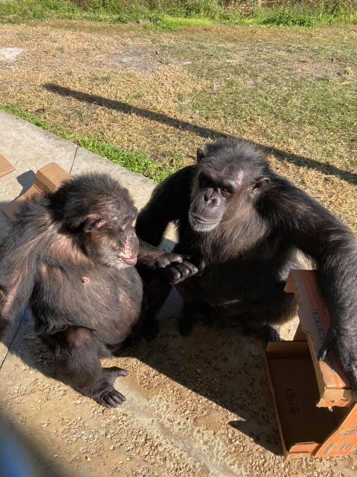 SaveTheChimps's tweet photo. I am very social, so most of my day includes hanging out with the other chimps on Bobby's island. This morning, I hung out in the sun with #ChandraTheChimp. https://t.co/2M77ij2aai