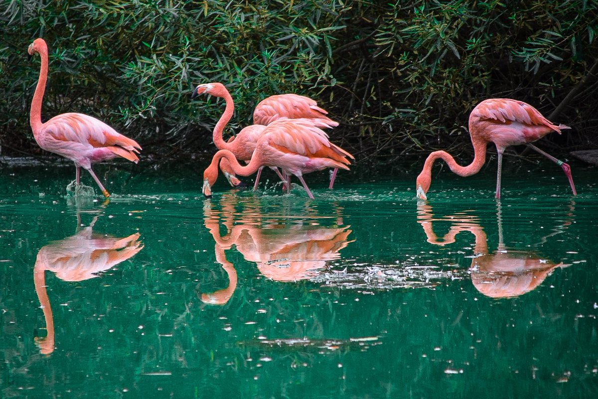 ARKPhotograph's tweet photo. Flamingo, such beautiful creatures, i captured this image at a zoo a while back on a trip with my family, I love to see animals in their natural environment but there are just some animals I have yet to have the opportunity to see in their natural habitat, https://t.co/WFDJtpV4Mc