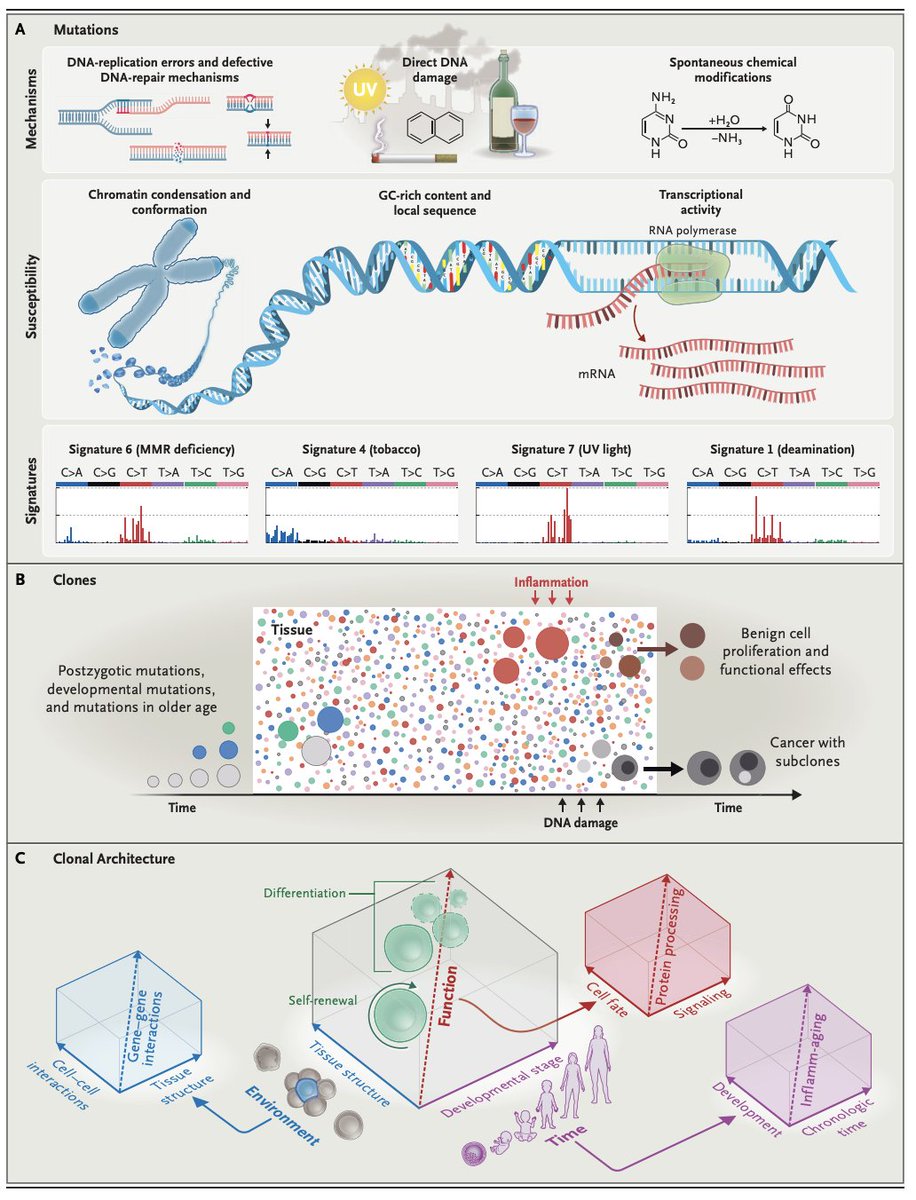 pnatarajanmd's tweet photo. Somatic mutations and clonality are widespread across tissues. They may inform the diagnosis, classification, and monitoring of many nonmalignant diseases, in addition to cancers. https://t.co/brwpq539Xk @NEJM https://t.co/e7B5wp2h4J