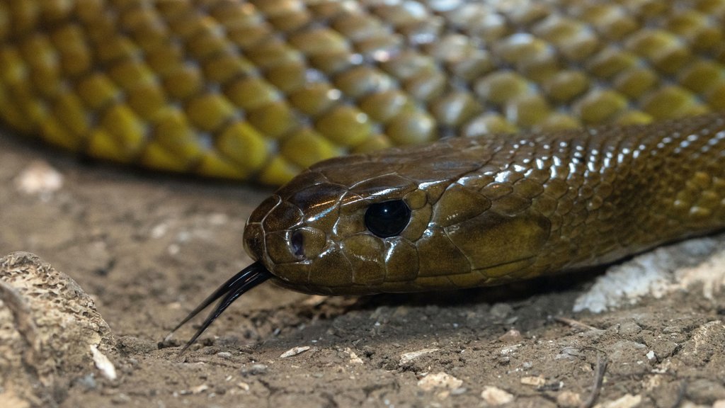 H1 Connect (@h1connect) on Twitter photo Venomous origins: Rafael Zardoya, <a href="/IkerIrisarri/">Iker Irisarri</a> and Diego San Mauro recommend this work from <a href="/SashaMikheyev/">Sasha (Alexander) Mikheyev</a> <a href="/AgneeshBarua/">Agneesh Barua</a> <a href="/OISTedu/">OIST</a> in <a href="/PNASNews/">PNASNews</a> on the #genetic #evolutionary origins of venom systems in mammals and reptiles facultyopinions.com/prime/73983518… Venomous origins: Rafael Zardoya, <a href="/IkerIrisarri/">Iker Irisarri</a> and Diego San Mauro recommend this work from <a href="/SashaMikheyev/">Sasha (Alexander) Mikheyev</a> <a href="/AgneeshBarua/">Agneesh Barua</a> <a href="/OISTedu/">OIST</a> in <a href="/PNASNews/">PNASNews</a> on the #genetic #evolutionary origins of venom systems in mammals and reptiles facultyopinions.com/prime/73983518…