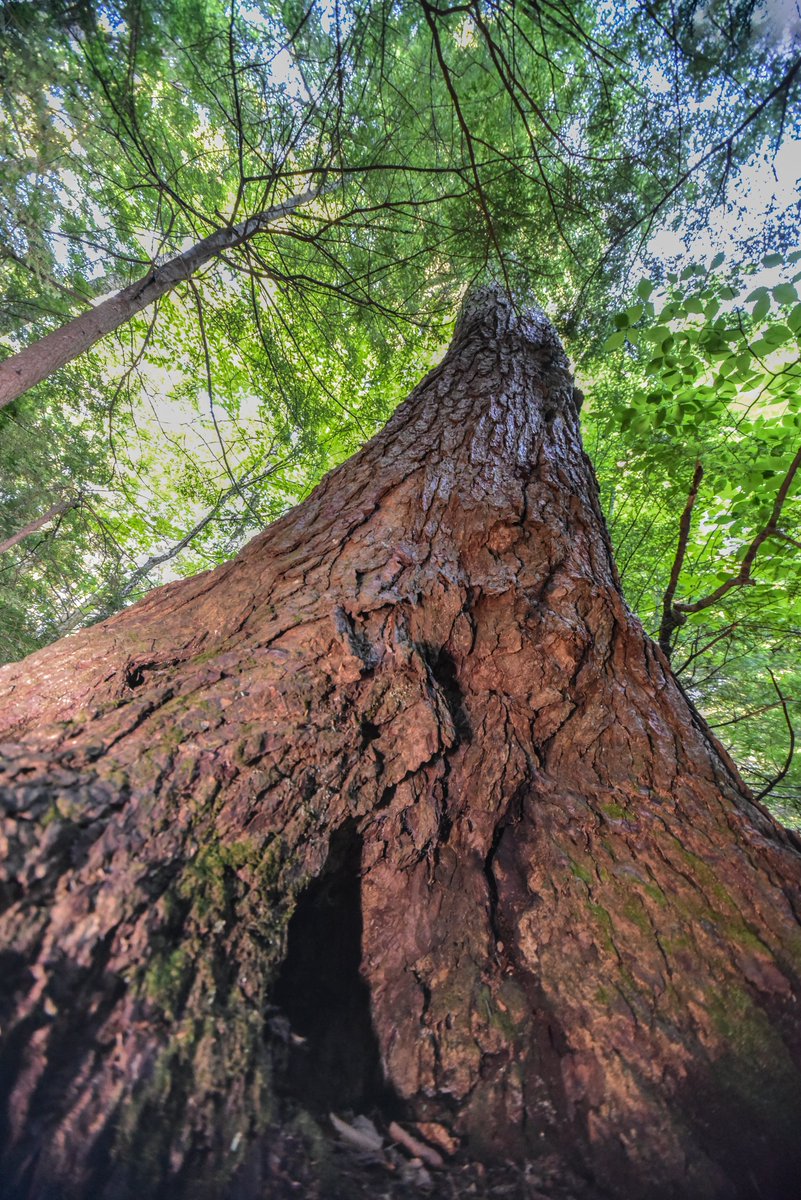 cc_nb's tweet image. Today’s #GreatTree is the Eastern Hemlock! Located within Fredericton’s city limits, Odell park boast a magnificent sanctuary of old-growth Acadian forest and the largest and oldest hemlock stand in N.B., with the oldest estimated at 558 years old. See our insta for more!