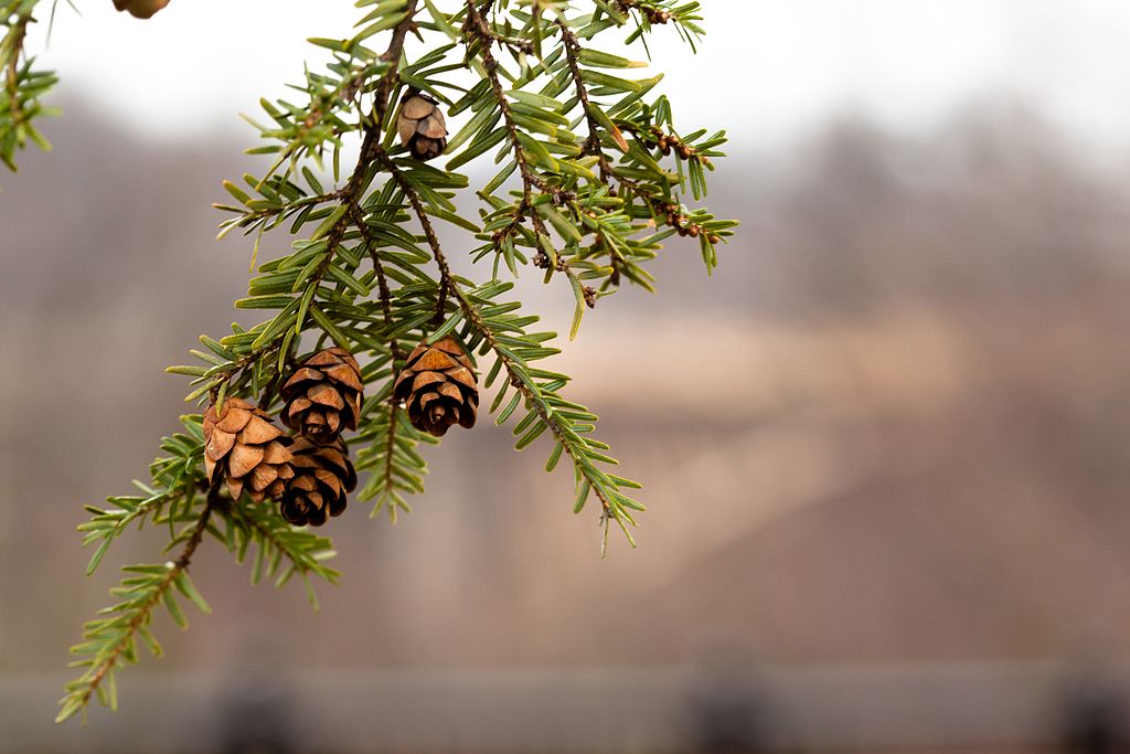 cc_nb's tweet image. Today’s #GreatTree is the Eastern Hemlock! Located within Fredericton’s city limits, Odell park boast a magnificent sanctuary of old-growth Acadian forest and the largest and oldest hemlock stand in N.B., with the oldest estimated at 558 years old. See our insta for more!