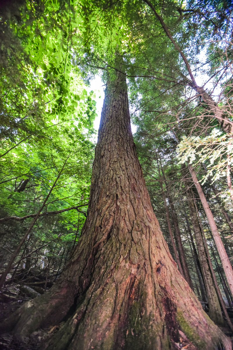 cc_nb's tweet image. Today’s #GreatTree is the Eastern Hemlock! Located within Fredericton’s city limits, Odell park boast a magnificent sanctuary of old-growth Acadian forest and the largest and oldest hemlock stand in N.B., with the oldest estimated at 558 years old. See our insta for more!