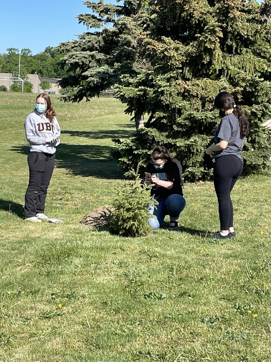 StPaulCSS1's tweet photo. Our @StPaulCSS1 #EcoClub were busy planting evergreen trees this morning on our school grounds. Thank you to our #Wolverine students &amp; staff for your care &amp; commitment to environmental stewardship &amp; the beautification of our STP community. #WolverinePride @EcoSchoolsCAN #dpcdsb https://t.co/q7A48zpU6K