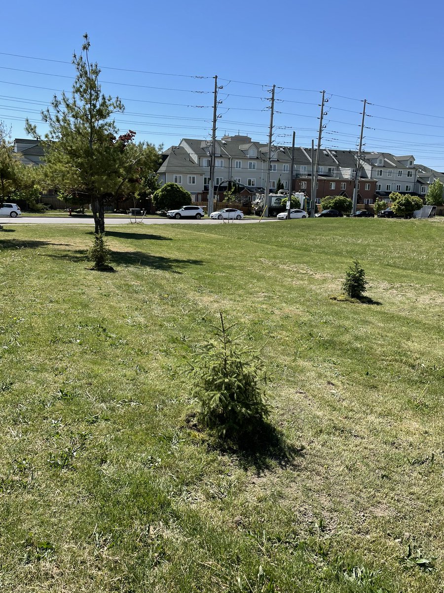 StPaulCSS1's tweet photo. Our @StPaulCSS1 #EcoClub were busy planting evergreen trees this morning on our school grounds. Thank you to our #Wolverine students &amp; staff for your care &amp; commitment to environmental stewardship &amp; the beautification of our STP community. #WolverinePride @EcoSchoolsCAN #dpcdsb https://t.co/q7A48zpU6K