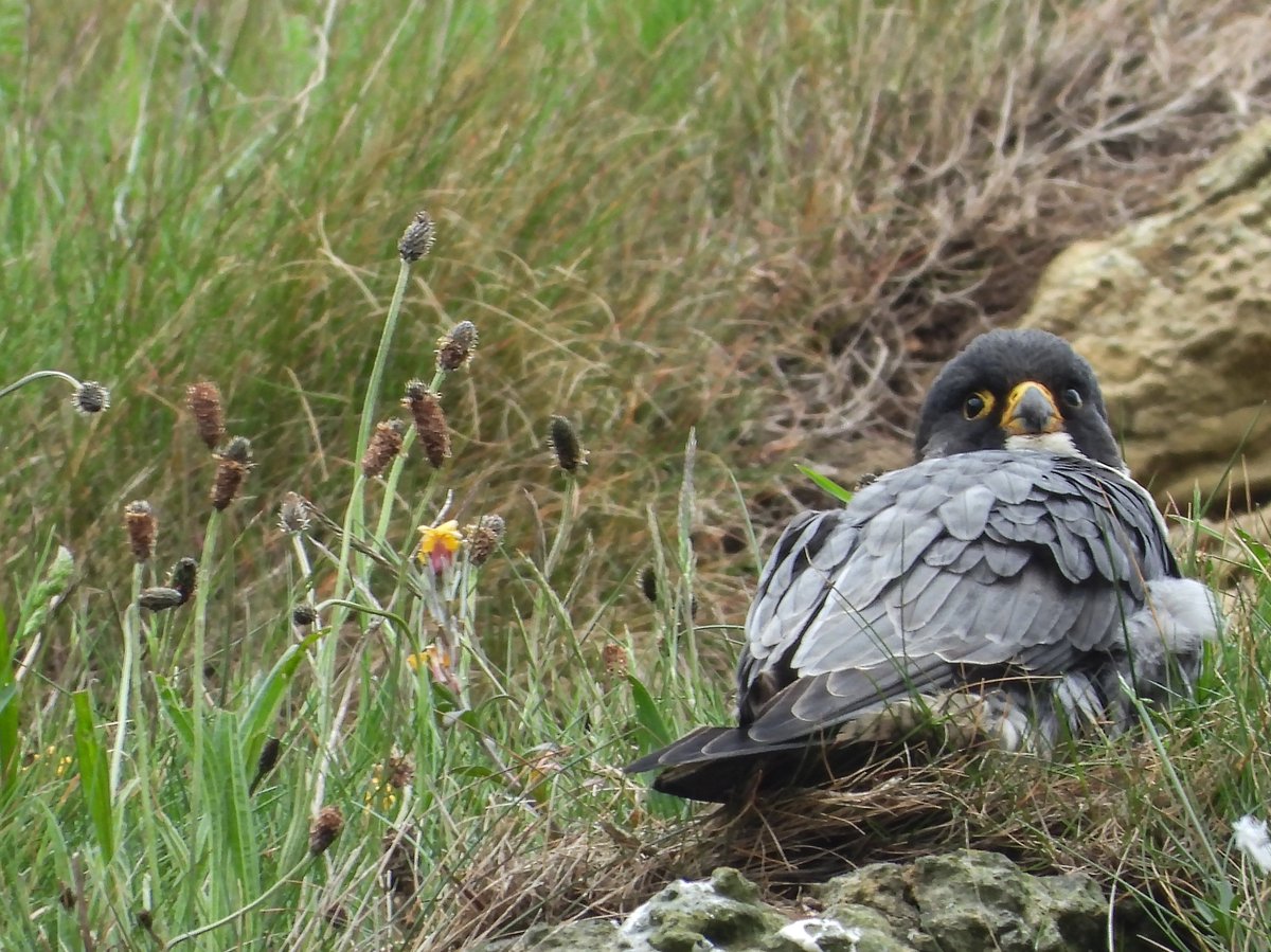 Scar_Peres's tweet photo. An another early visit with poor light and a rather chilly wind, so the female was on the scrape keeping the chicks warm. Still no sightings of the chicks
#peregrine #falcon #raptor #fastest #living #creature #predator #bird #nature #wildlife #prey #chick #young https://t.co/YlRNba48F5
