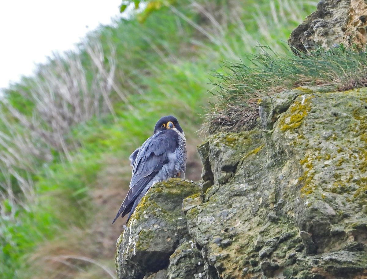 Scar_Peres's tweet photo. An another early visit with poor light and a rather chilly wind, so the female was on the scrape keeping the chicks warm. Still no sightings of the chicks
#peregrine #falcon #raptor #fastest #living #creature #predator #bird #nature #wildlife #prey #chick #young https://t.co/YlRNba48F5