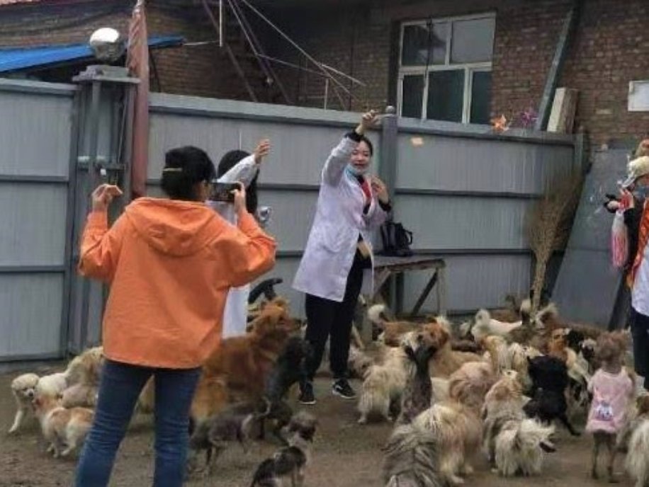 StopEatingDogs_'s tweet photo. We believe dogs are a gateway to a more compassionate world. Our Mudanjiang shelter has welcomed visitors since 2017. Last weekend we were thrilled that local medical school students came to play with our dogs.
#CompassionBeyondBorders #StopEatingDogs #FamilyNotFood #HopeNotHate https://t.co/tuhKx884sd