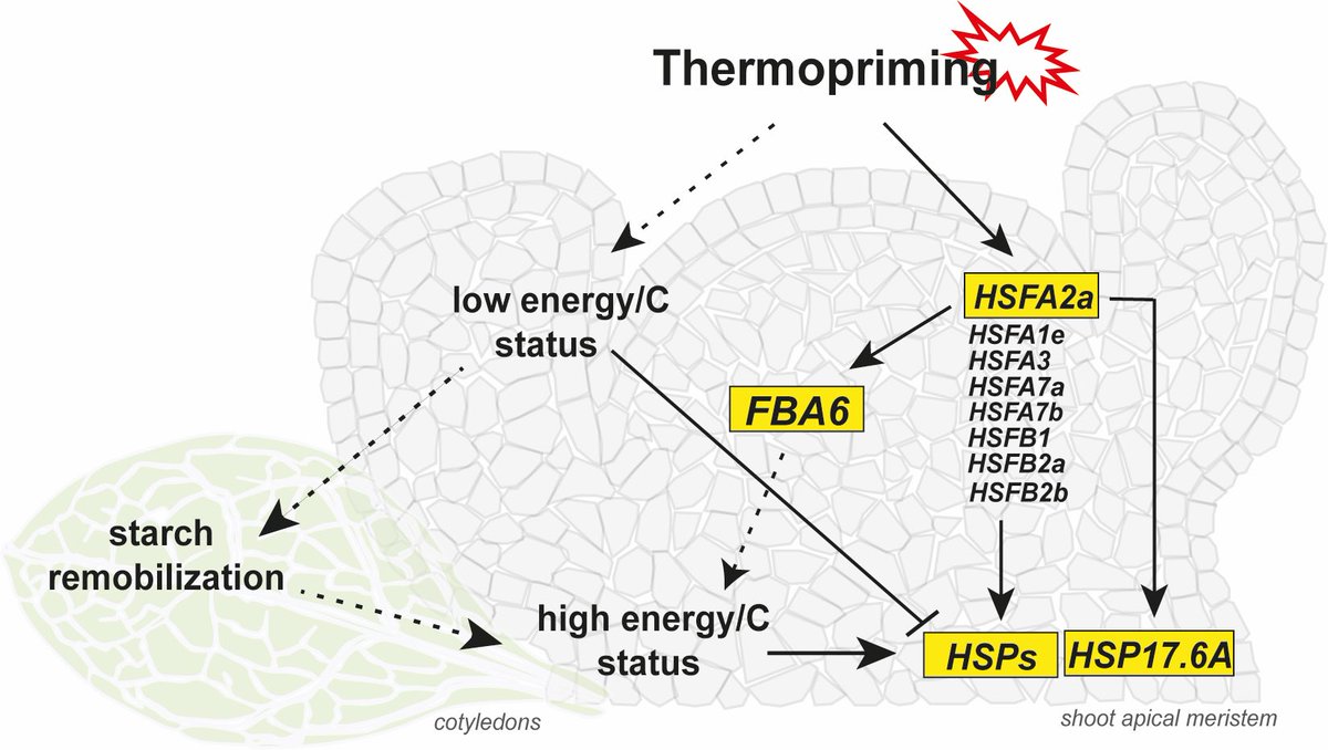 MPlantPCom's tweet photo. Primary carbohydrate metabolism genes participate in heat stress memory at the shoot apical meristem of Arabidopsis thaliana #research #MolecularPlant https://t.co/ken7YHHyUi https://t.co/jxpw7GnmW9