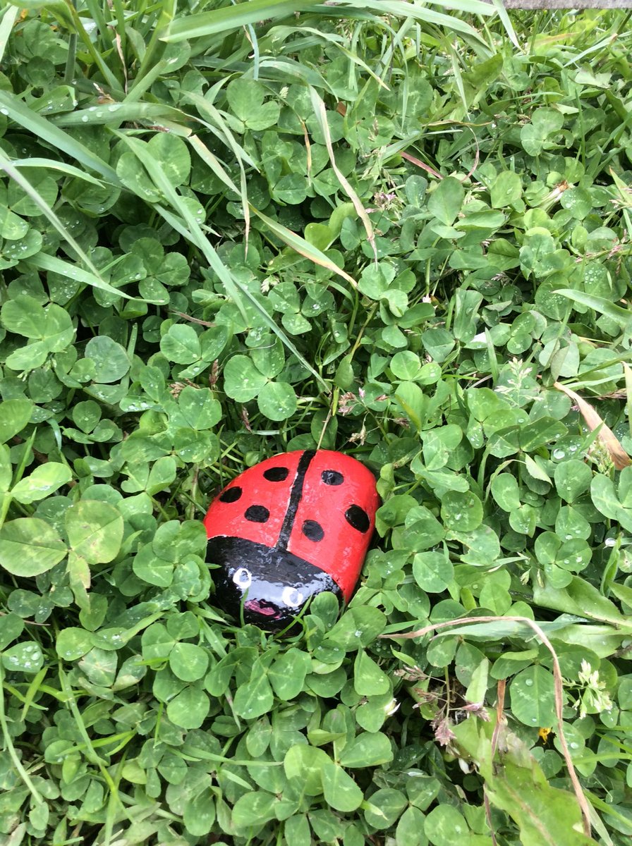 BpsSeek's tweet photo. 🐞 ladybug 🐞 around our school allotment......... https://t.co/Kzg70jqQ7m