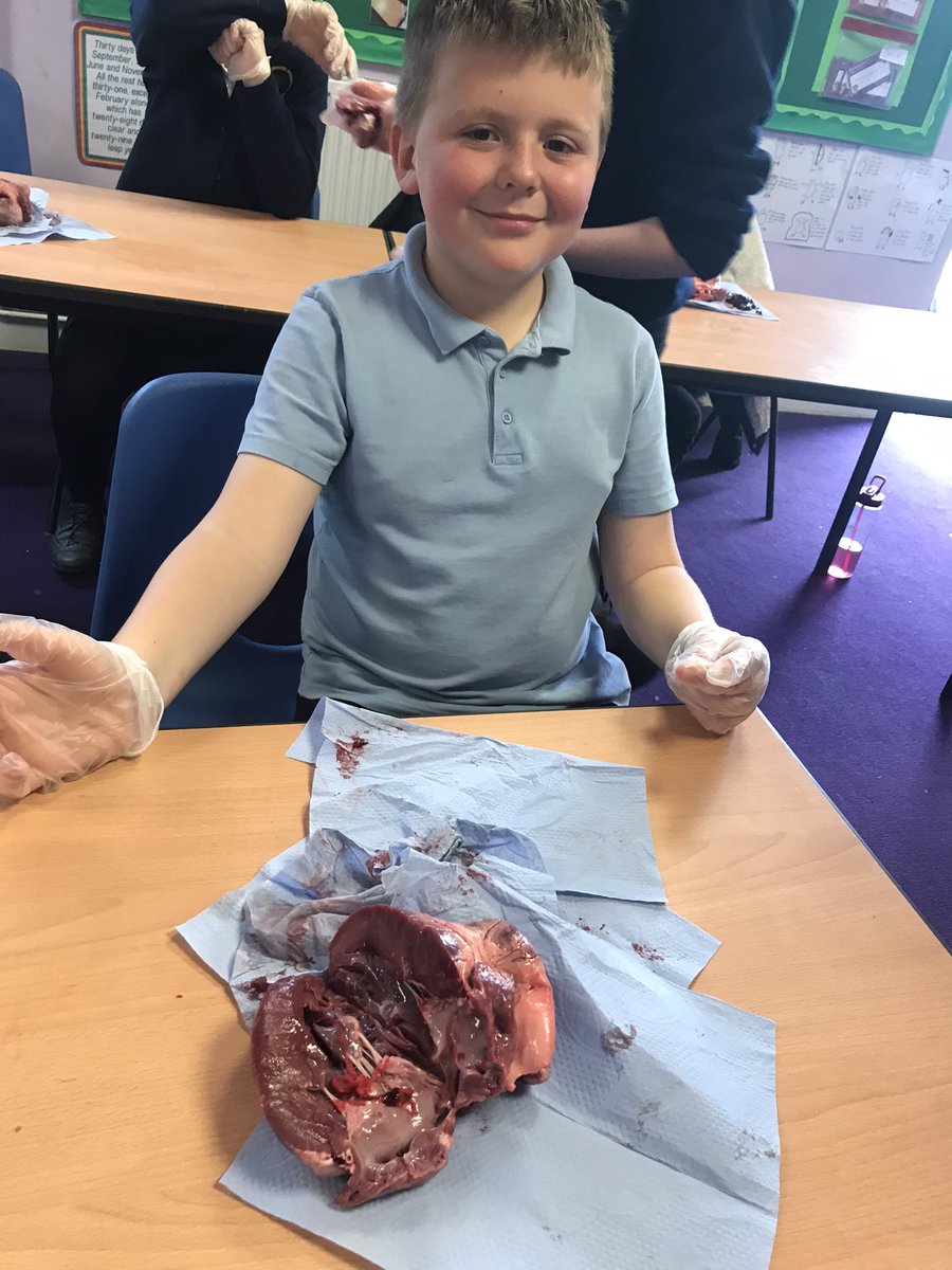 FryattRebecca's tweet photo. @GreenwoodSch @FhtYear6 @MissHickton What an amazing afternoon dissecting pig hearts to consolidate our learning for our enquiry ‘How can we save lives?’ We were very lucky to have an expert on hand, cardiac nurse - Holly Younger! https://t.co/Ugw7AtFLle