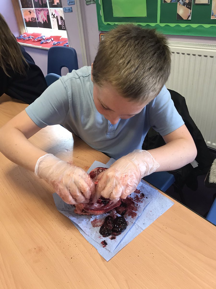 FryattRebecca's tweet photo. @GreenwoodSch @FhtYear6 @MissHickton What an amazing afternoon dissecting pig hearts to consolidate our learning for our enquiry ‘How can we save lives?’ We were very lucky to have an expert on hand, cardiac nurse - Holly Younger! https://t.co/Ugw7AtFLle