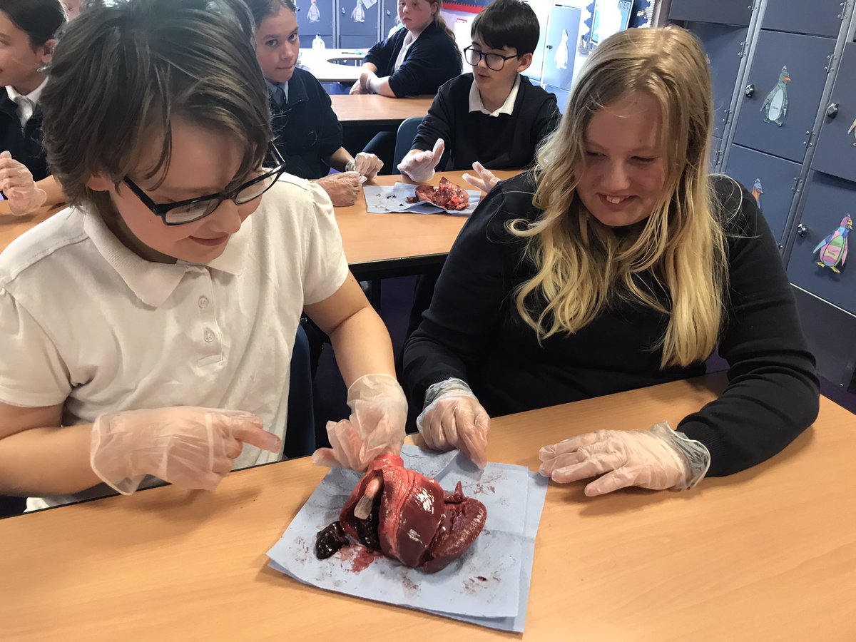 FryattRebecca's tweet photo. @GreenwoodSch @FhtYear6 @MissHickton What an amazing afternoon dissecting pig hearts to consolidate our learning for our enquiry ‘How can we save lives?’ We were very lucky to have an expert on hand, cardiac nurse - Holly Younger! https://t.co/Ugw7AtFLle