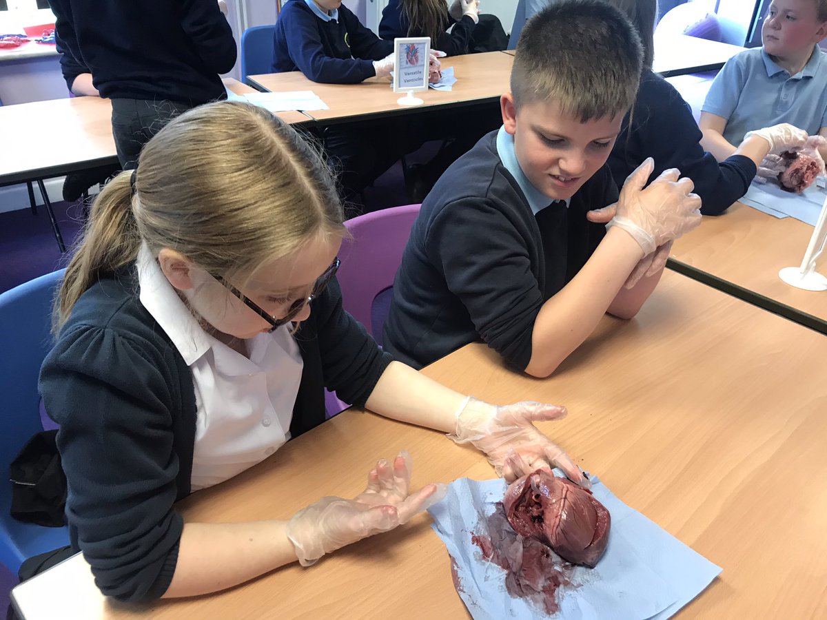 FryattRebecca's tweet photo. @GreenwoodSch @FhtYear6 @MissHickton What an amazing afternoon dissecting pig hearts to consolidate our learning for our enquiry ‘How can we save lives?’ We were very lucky to have an expert on hand, cardiac nurse - Holly Younger! https://t.co/Ugw7AtFLle
