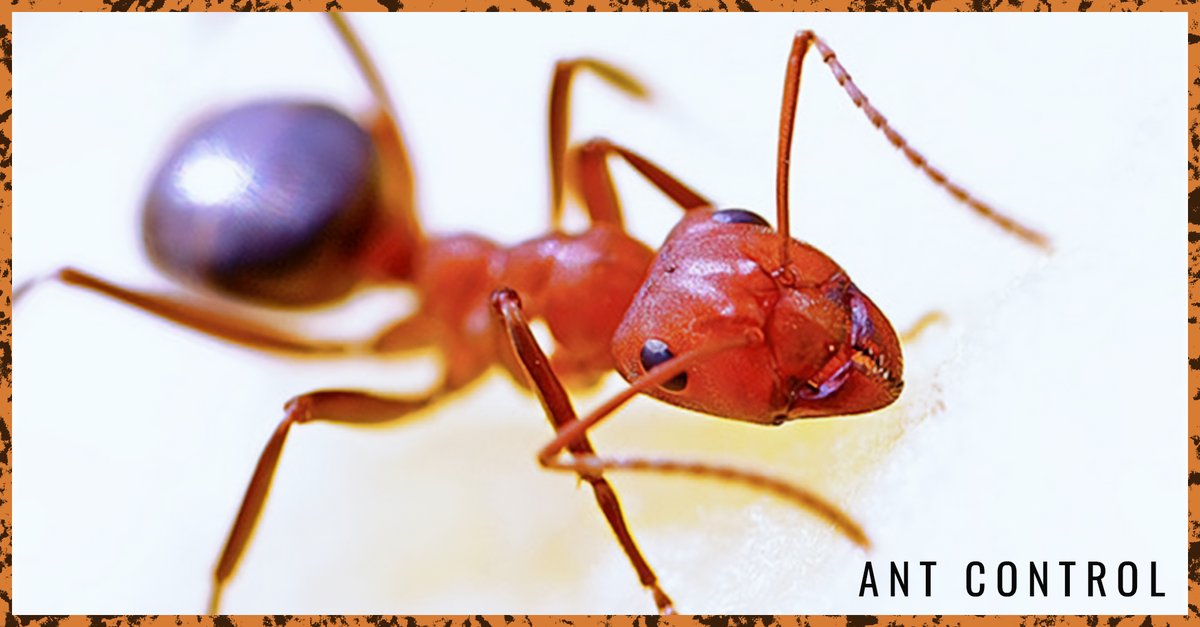 StatePestAROK's tweet photo. Ant species that are nesting inside, or foraging indoors for food or moisture, tend to be the most challenging to control. Let State Pest Control help.
Learn more: https://t.co/0ccll1UDyB
#StatePestControl #AntControl #PestControl https://t.co/iTxiSkI99R