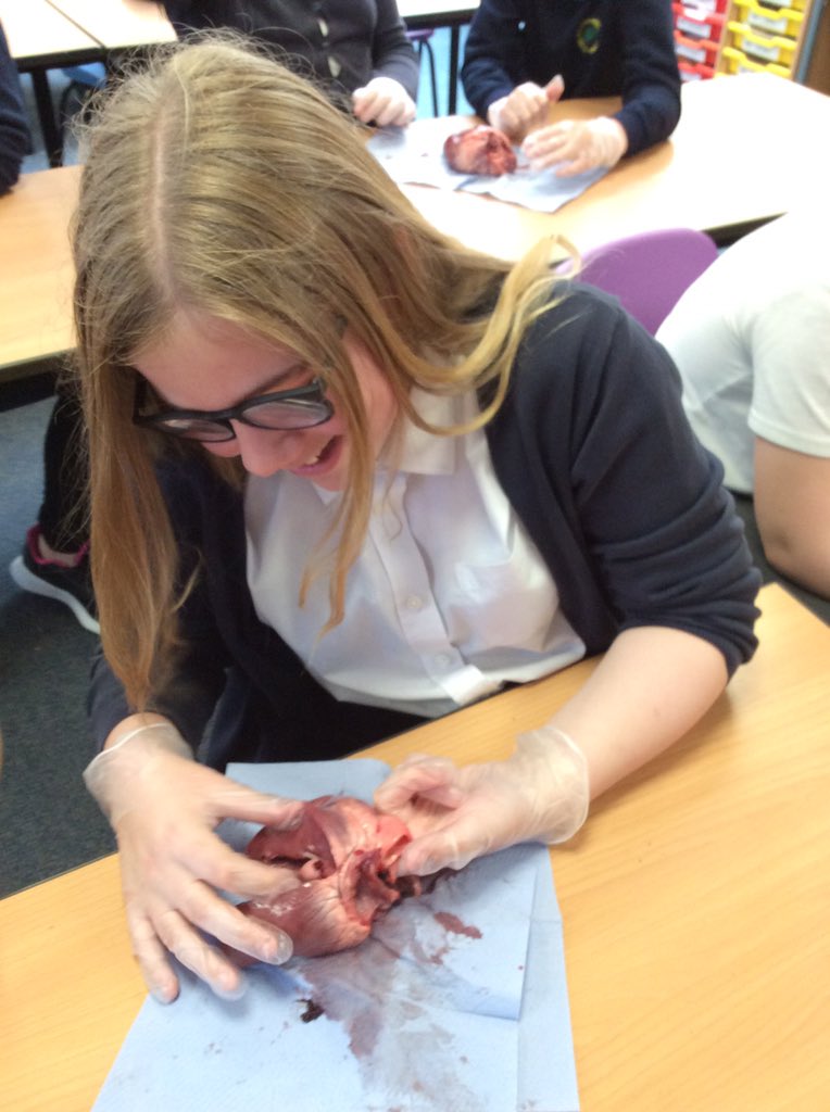 FryattRebecca's tweet photo. @GreenwoodSch @MissHickton @FhtYear6 What an amazing afternoon dissecting pig hearts to consolidate our learning for our enquiry ‘How can we save lives?’ We were very lucky to have an expert on hand, cardiac nurse - Holly Younger! https://t.co/VaW5Liy1XY
