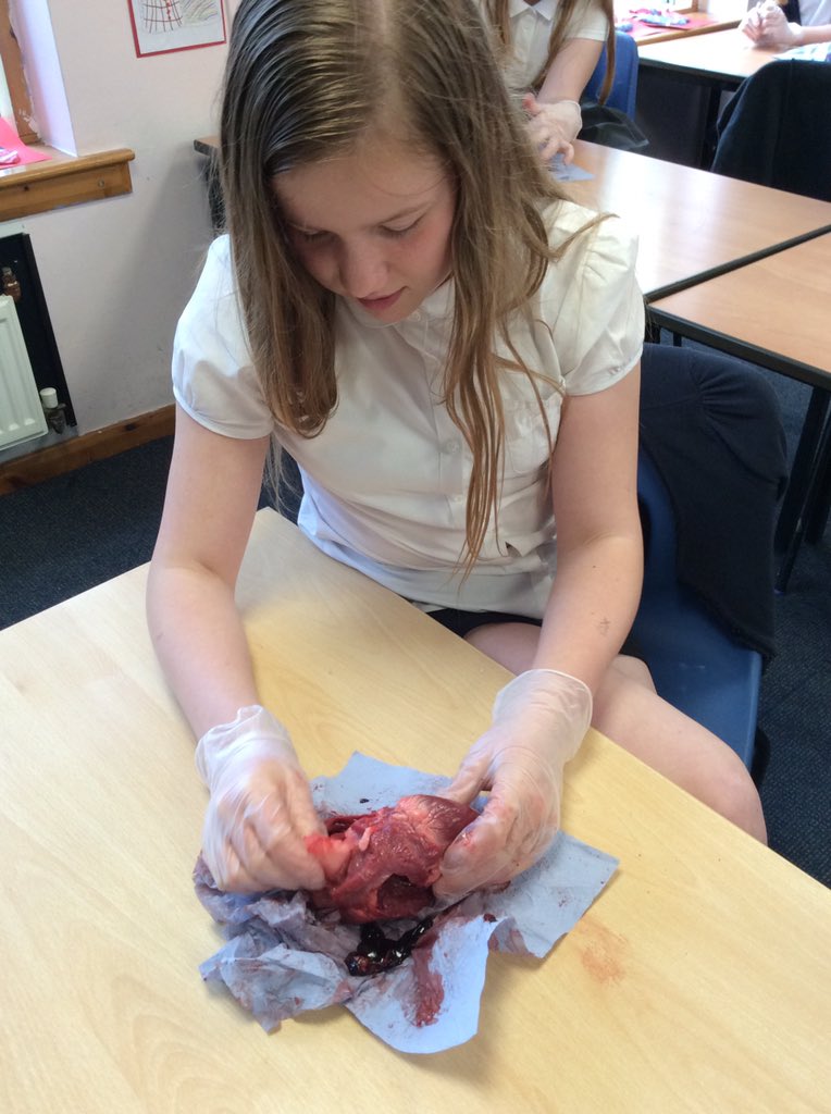 FryattRebecca's tweet photo. @GreenwoodSch @MissHickton @FhtYear6 What an amazing afternoon dissecting pig hearts to consolidate our learning for our enquiry ‘How can we save lives?’ We were very lucky to have an expert on hand, cardiac nurse - Holly Younger! https://t.co/VaW5Liy1XY